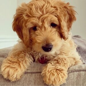 Meet your Posher, Dara